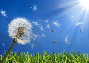Single dandelion in the sun with seeds blowing in the wind.